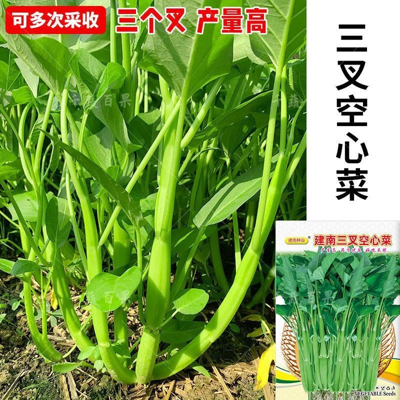 大叶三叉高产空心菜种籽子大田农家庭院四季青菜种子蔬菜种孑籽种