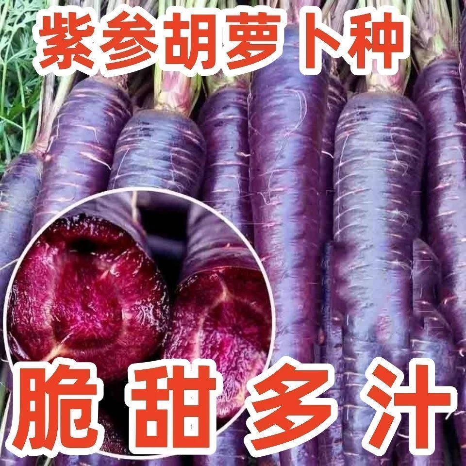 紫胡萝卜种子夏秋季蔬菜紫红胡萝卜紫色红萝卜特色蔬菜易发芽