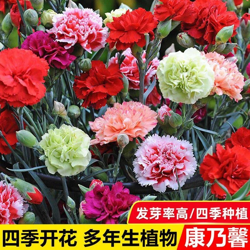 重瓣康乃馨种子易种活花卉盆栽阳台室内室外四季开花植物花种子孑