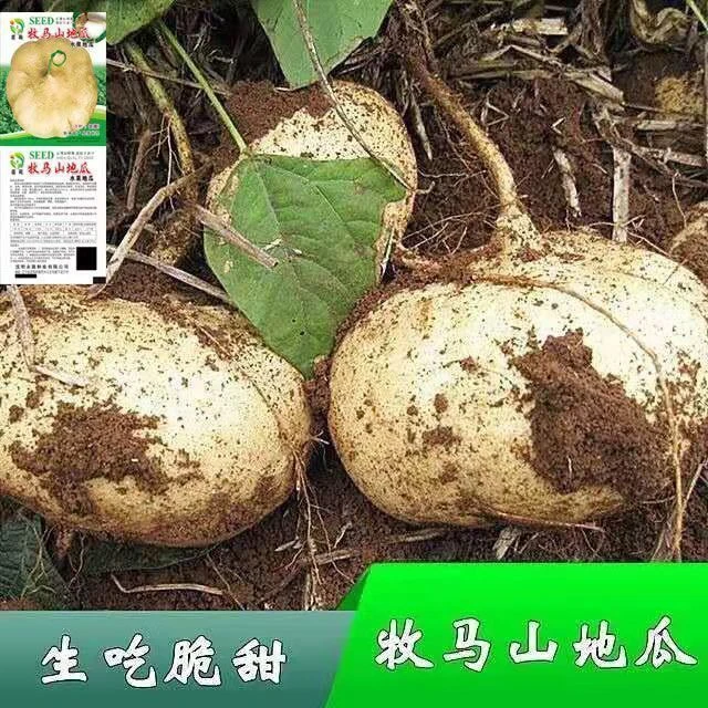 牧马山地瓜种子生吃脆甜早熟沙葛凉茹凉薯种籽春夏季水果蔬菜种孑