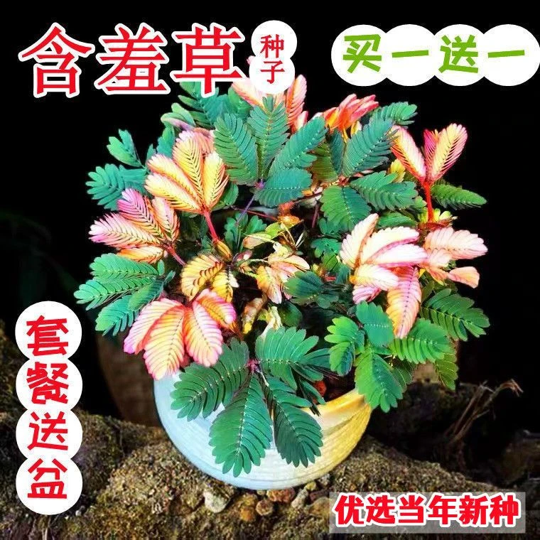 四季盆栽彩叶含羞草种子植物室内好养桌面花草羞羞草绿色含差草籽