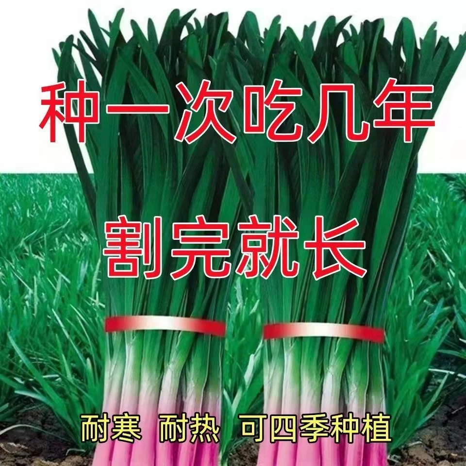 紫根韭菜种子一年四季种多年收割宽叶韭菜籽四季阳台盆栽蔬菜种子