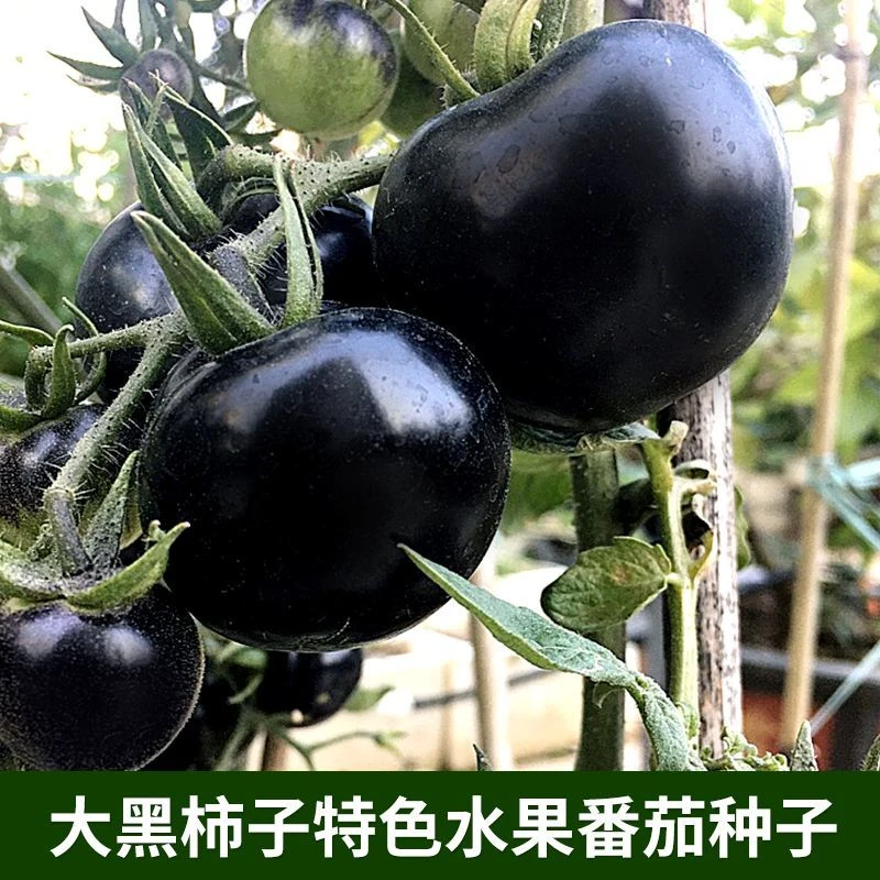 黑番茄紫黑西红柿水果大黑柿子无限生长大果型黑番茄包邮