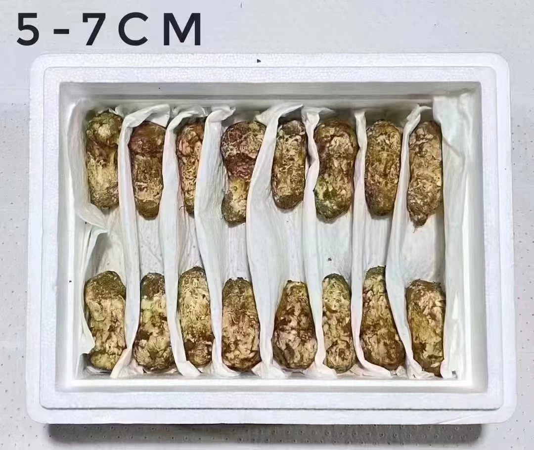 2024年香格里拉新鲜松茸5—7cm规格