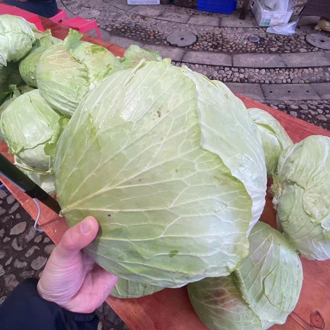 大别山包菜 现摘现发5斤