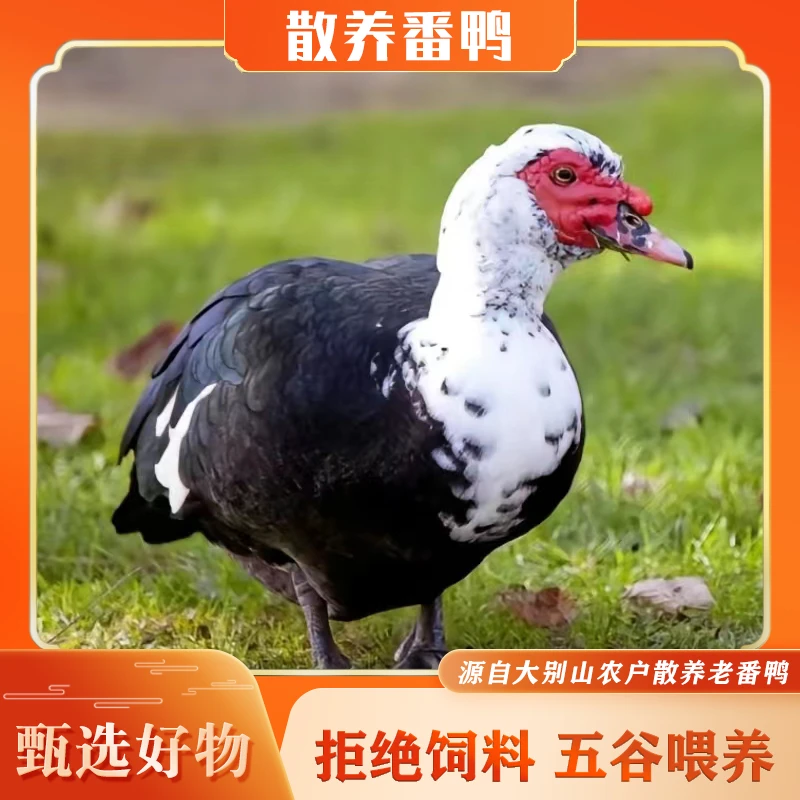 大别山农家散养老母番鸭 1750g起 顺丰冷链包邮