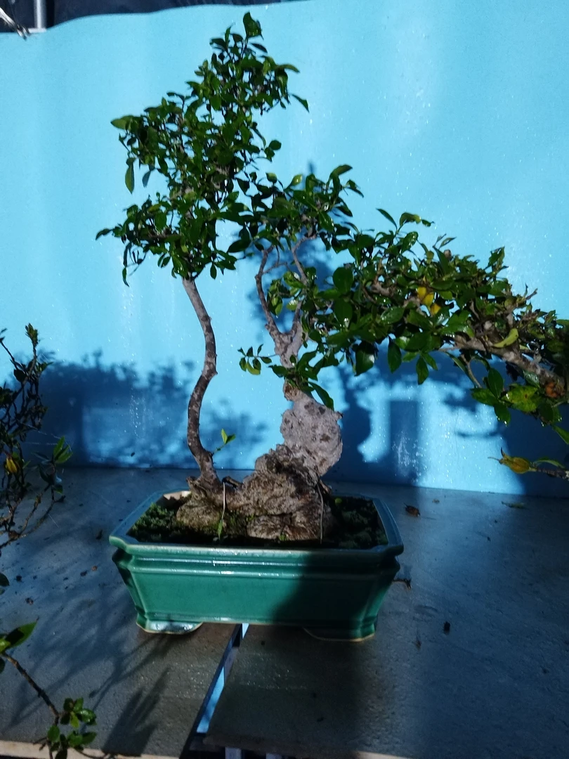海岛栀子花春花石枫