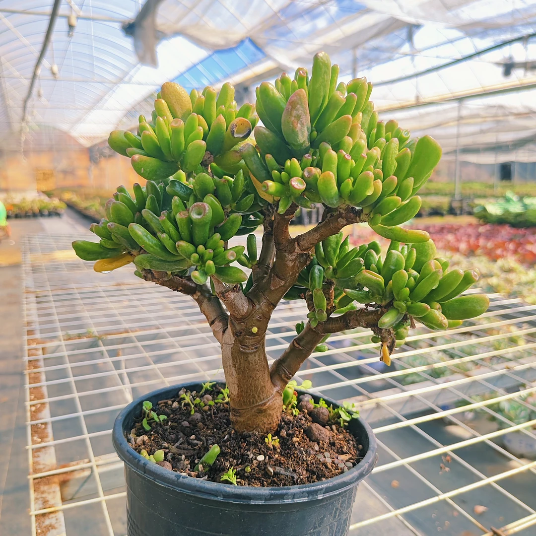 吸财树【云贵精品多肉】好看绿植植物盆栽懒人好养  满20.0包邮