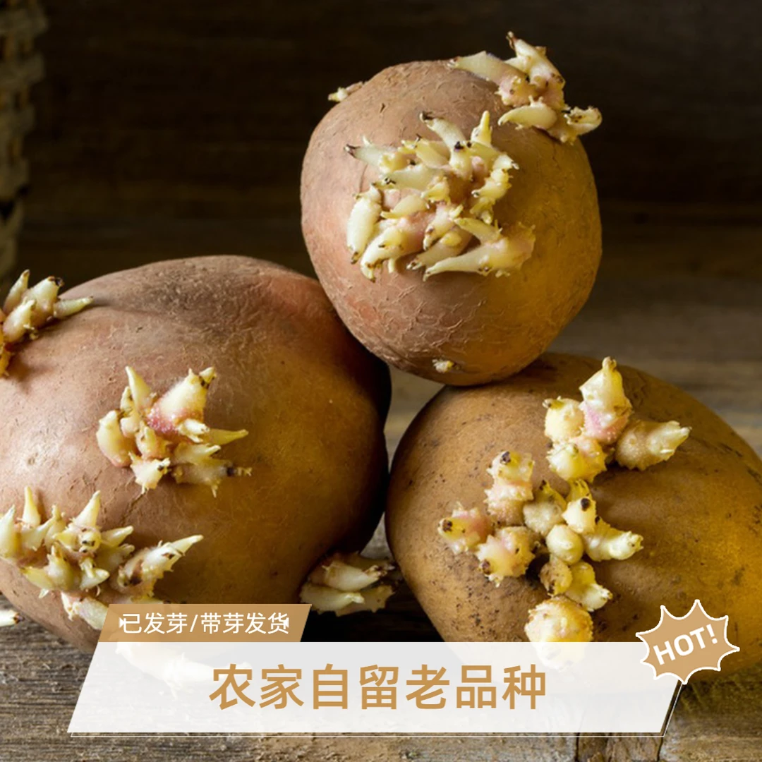 发芽土豆带芽发货催芽老品种农家自种正宗黄心洋芋美味马铃薯整箱