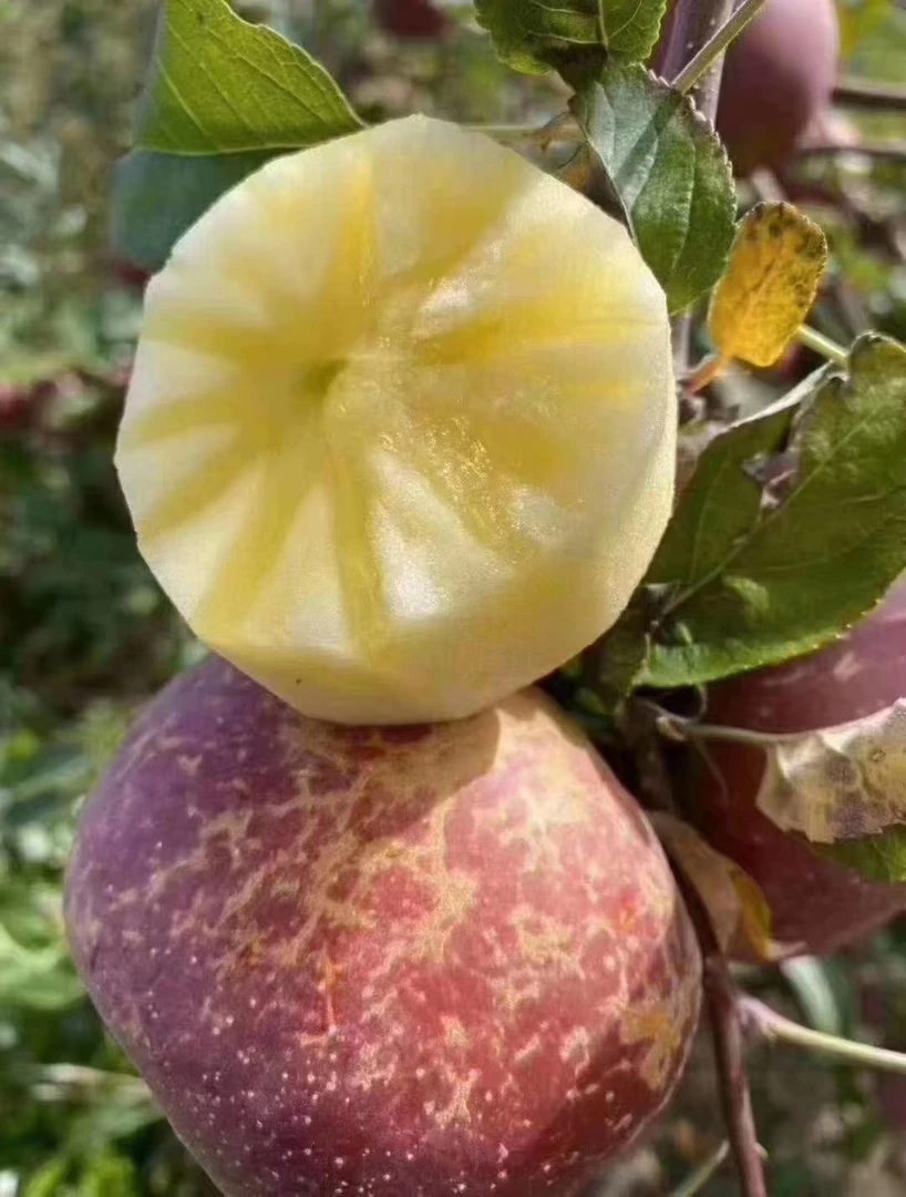 万圣节原产地苹果昭通脆甜糖心重量原产地好吃自然快递