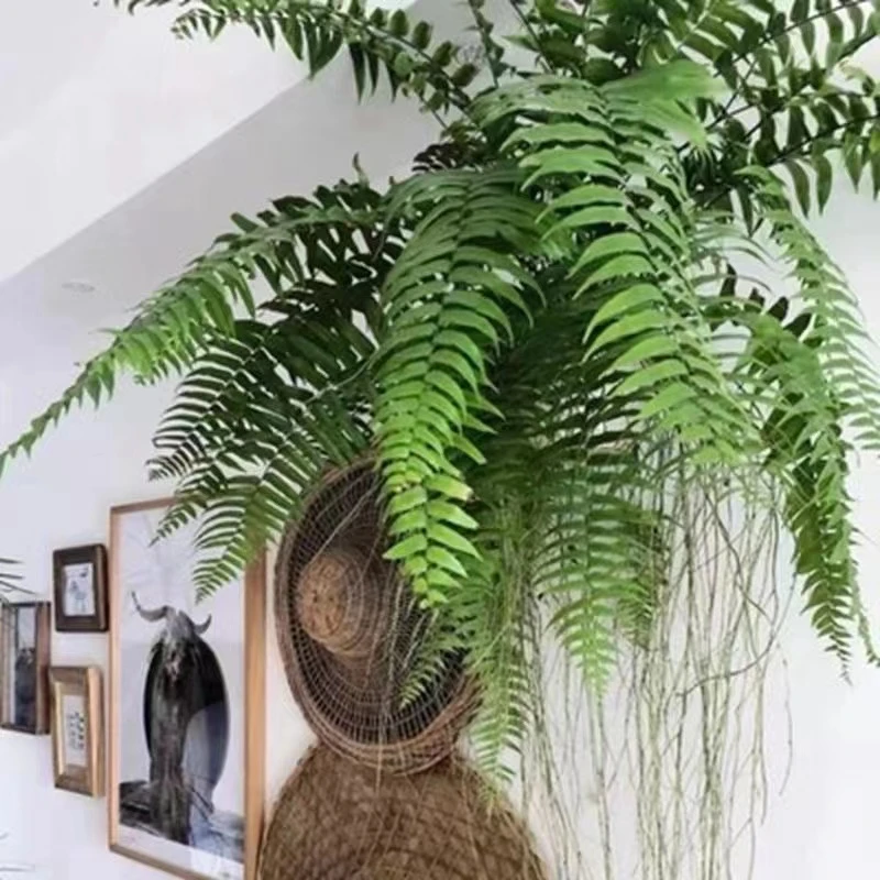 霸王垂调石蕨类植物客厅书房办公室净化空气吸甲醛好养
