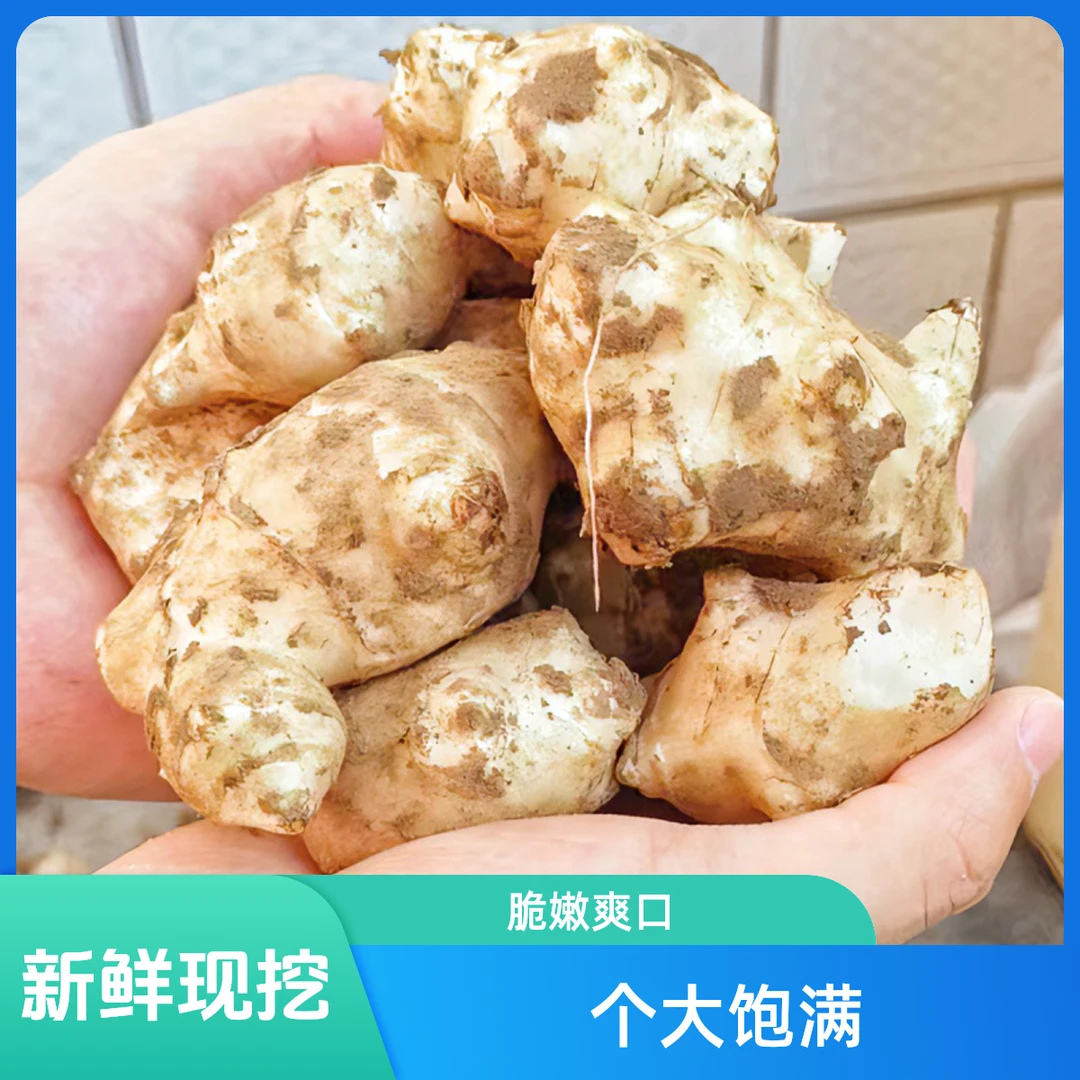 新鲜洋姜胰岛果现挖野鬼子姜不辣菊芋姜味农家蔬菜酱菜姜批种植