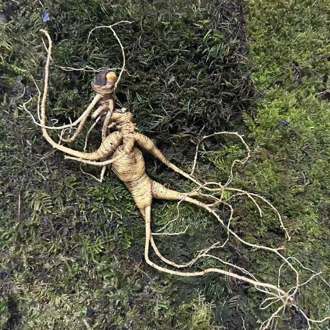 放山货老人参改价链接