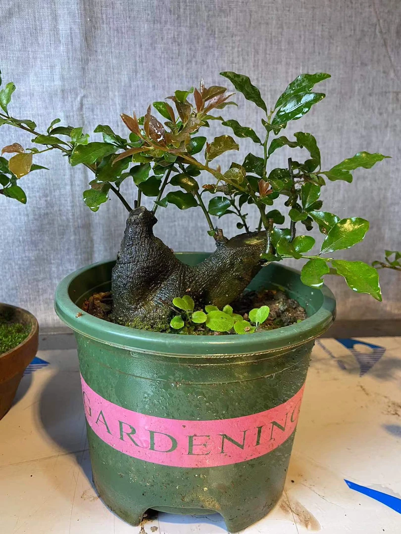 金弹子盆景植物老桩(直播间链接一拍一付）运输不保果、断枝盆景