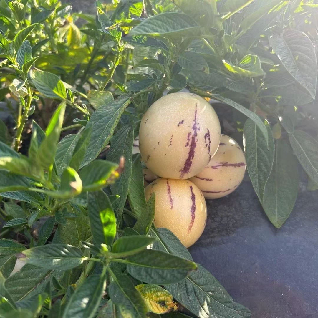 云南哀牢山 高山种植 人参果 应季新鲜 熟果圆果 生果坏果包赔