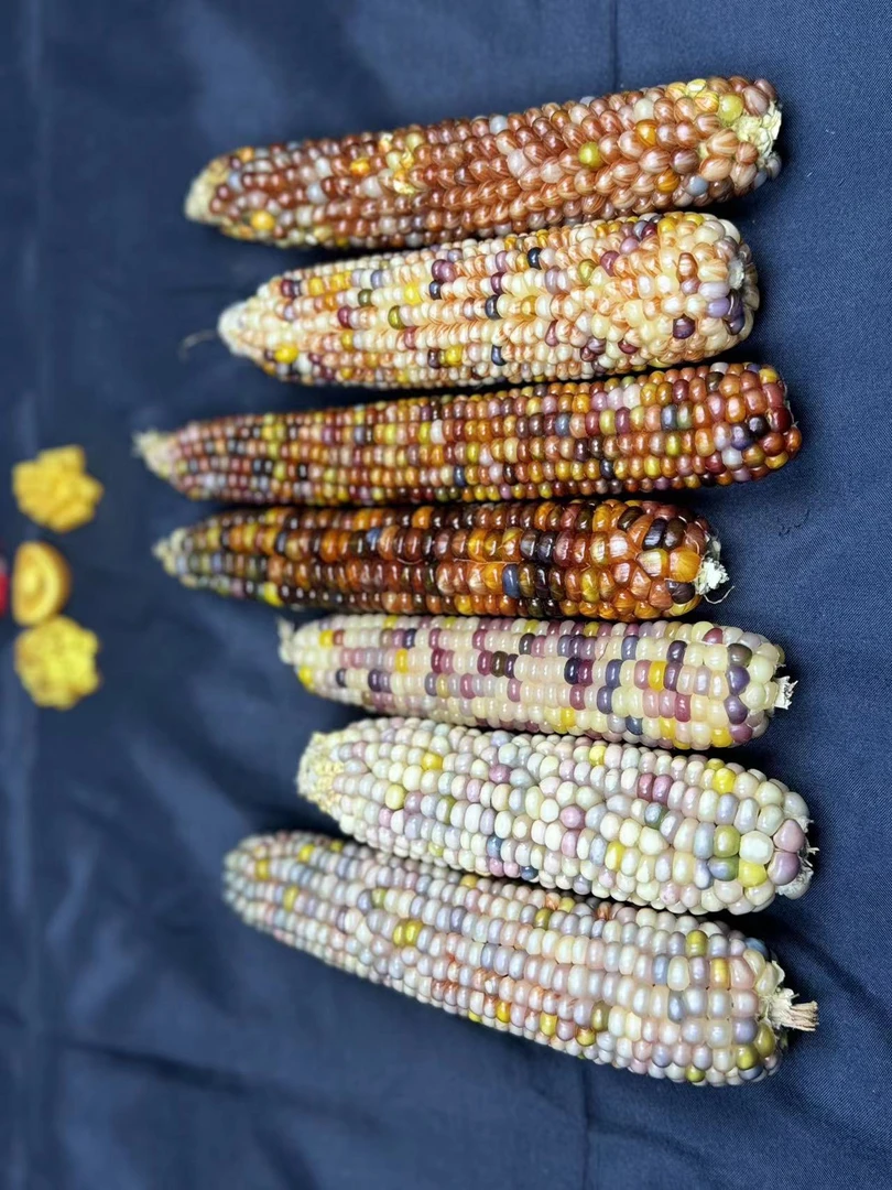 文玩玉米 一物一拍