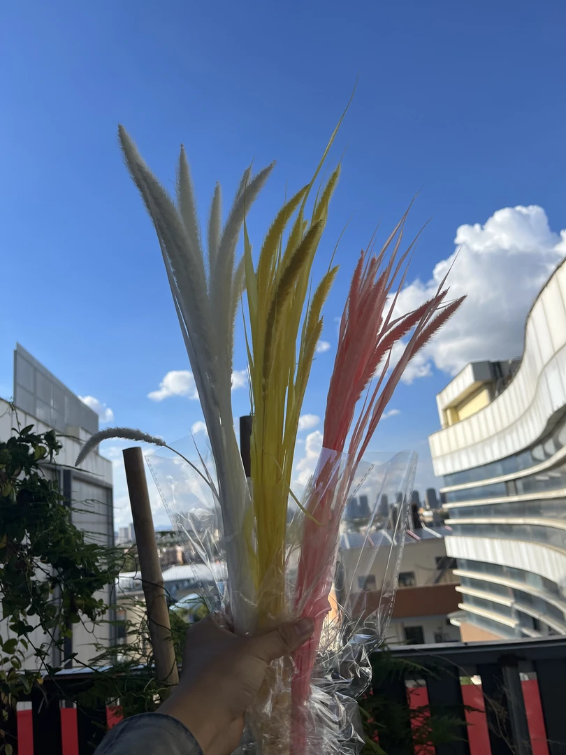 永生花狗尾巴草工厂批发花店手工出口花材云南鲜花家庭插花持久