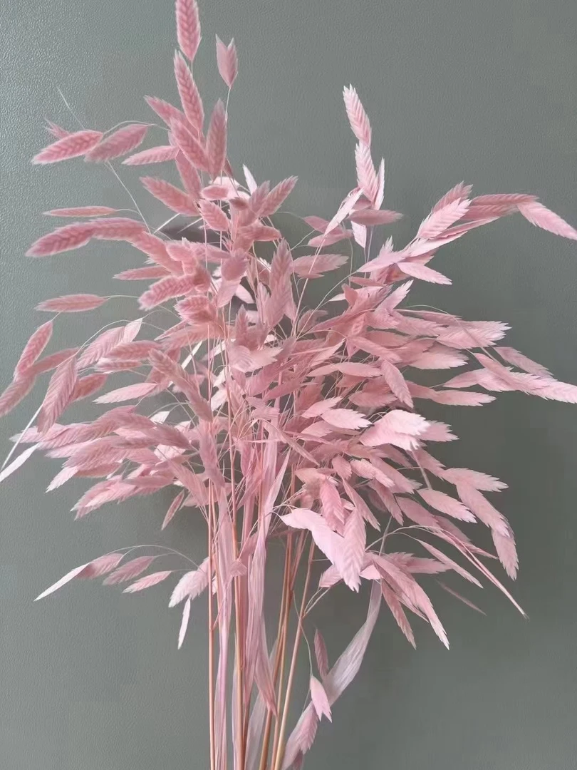 小盼草永生花工厂批发花店手工出花材保鲜花持久家庭插花搭配蓬松