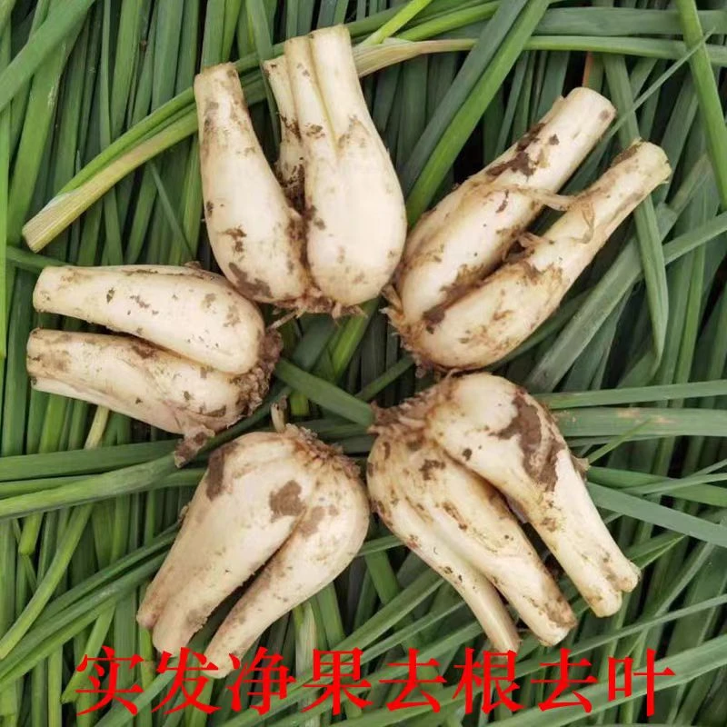 贵州农家自种新鲜藠头教头茭头嫩藠白现挖现发