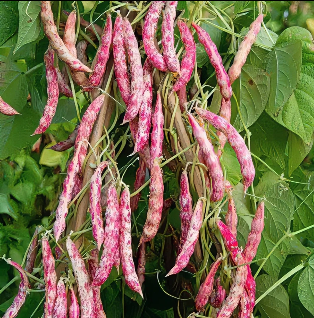 贵州农家露天自种新鲜花豆雀蛋豆带壳花豆熊猫豆