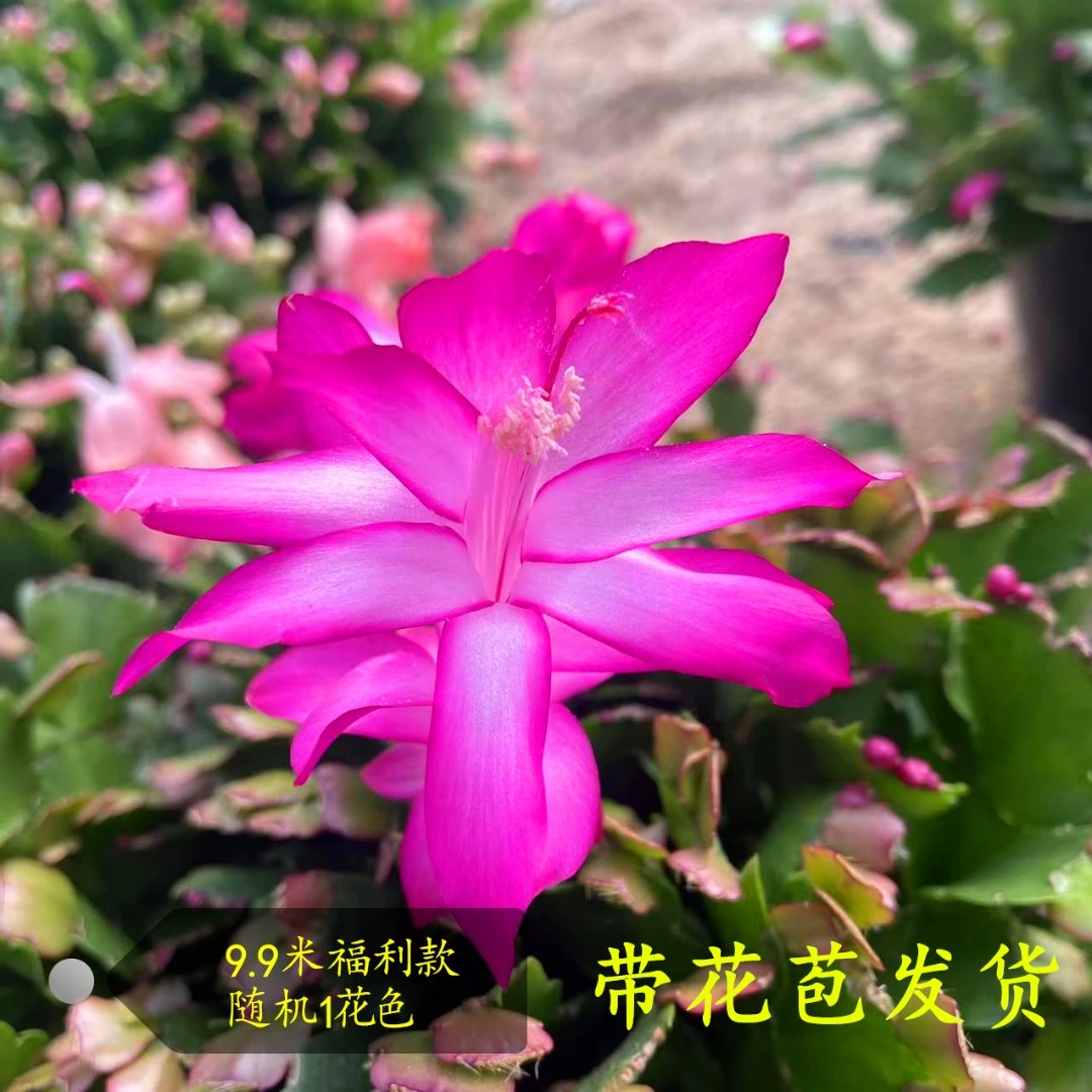 【福利款-随机1色】蟹爪兰盆栽带花苞花卉植物室内红色花卉开花机器
