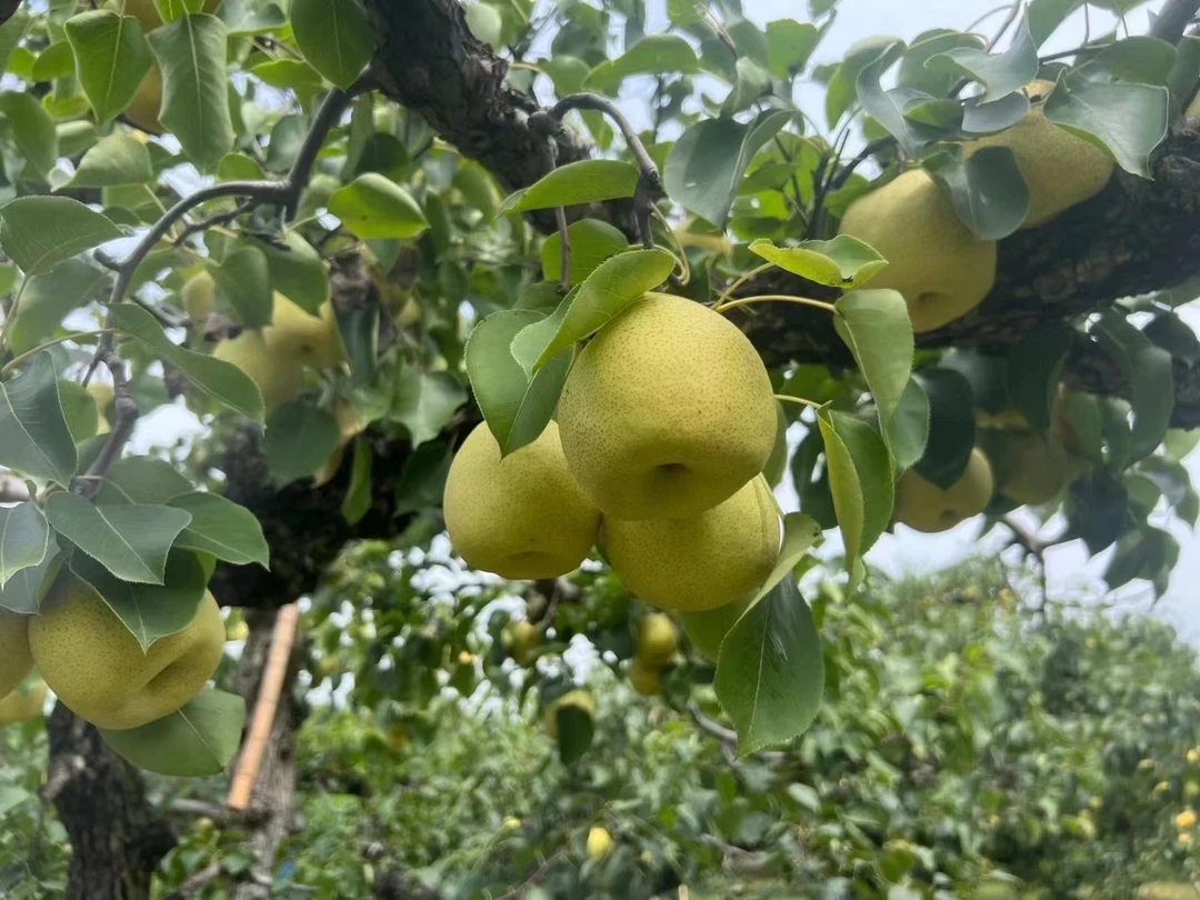 梨  新鲜水果 酥梨 脆甜多汁  整箱包邮