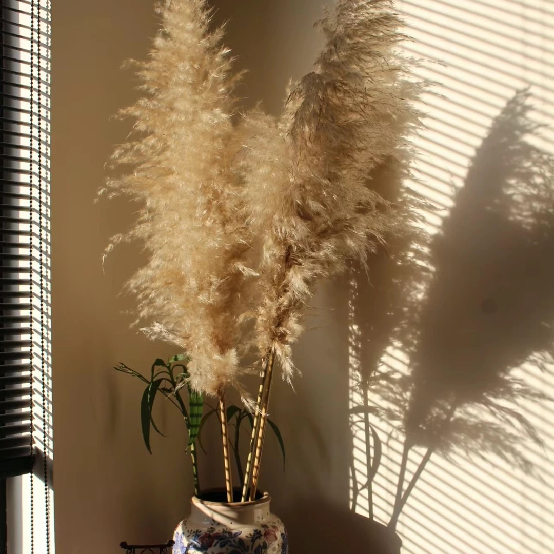 【蒲苇】椿之集A级蒲苇鲜花高端大气水养绿植顺丰包邮完美验货