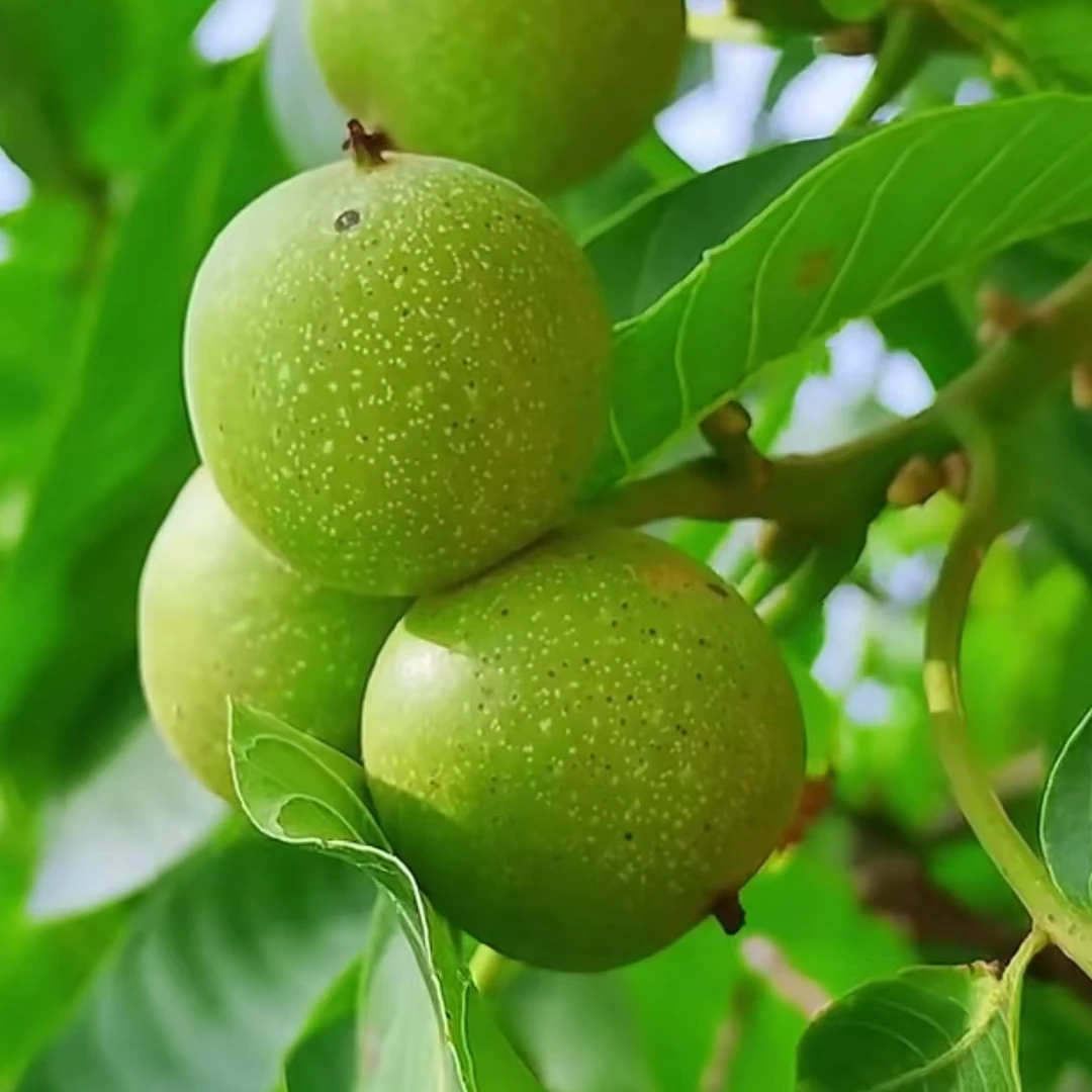 2025陇南特产新鲜核桃上市了包邮