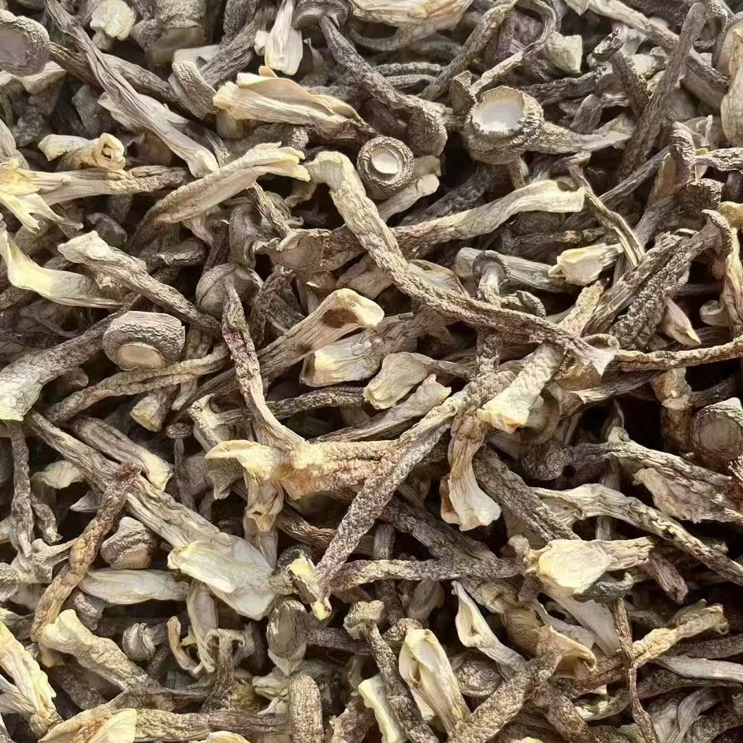 高山鹿茸菇干货炒菜凉拌火锅炖鸡汤