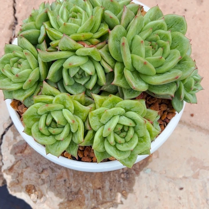 茉**凝8.26.04林肯玛利亚多肉