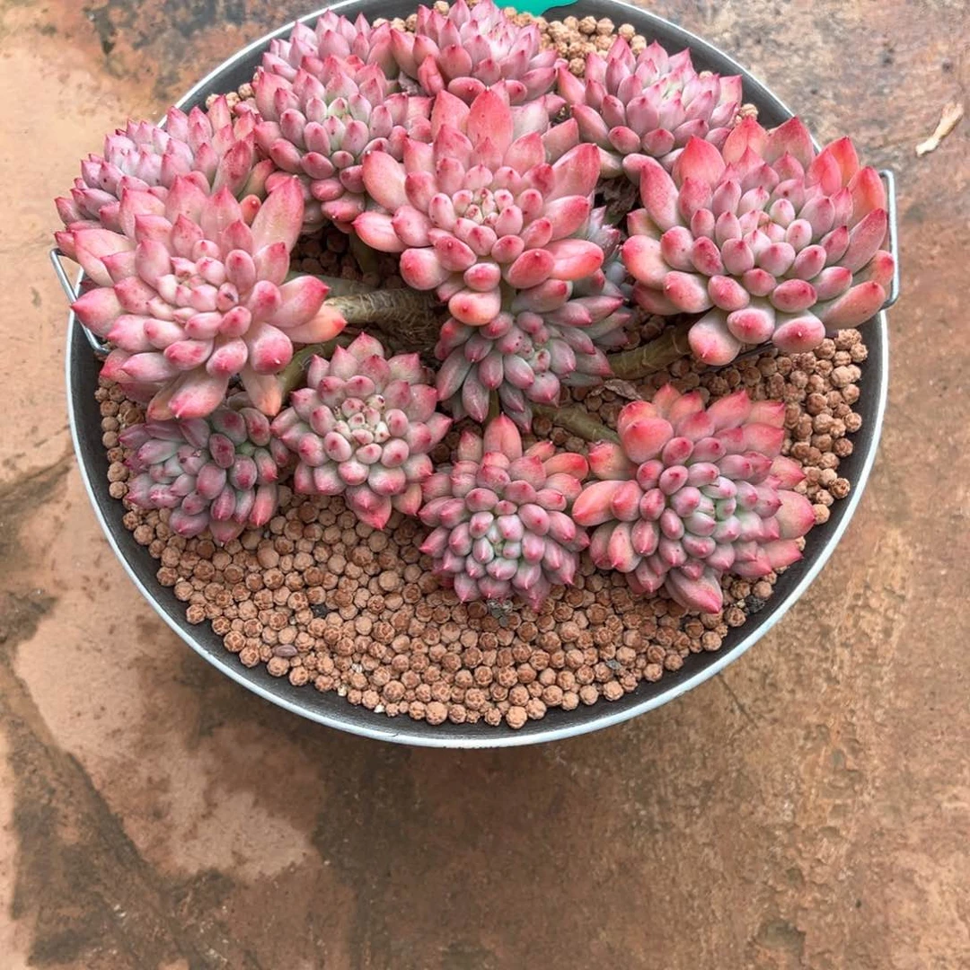 不***哥10.20.36韩系母本岩字