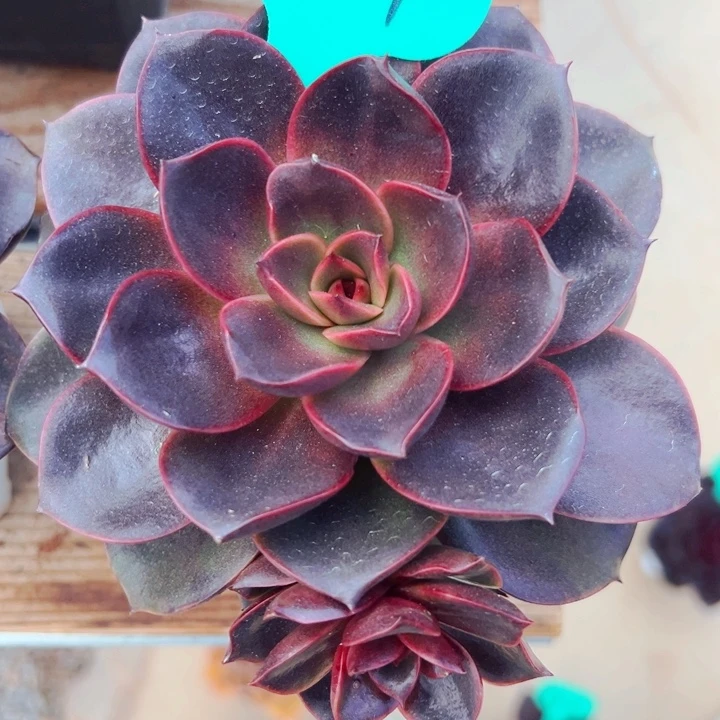 8.20.24姬玫瑰多肉