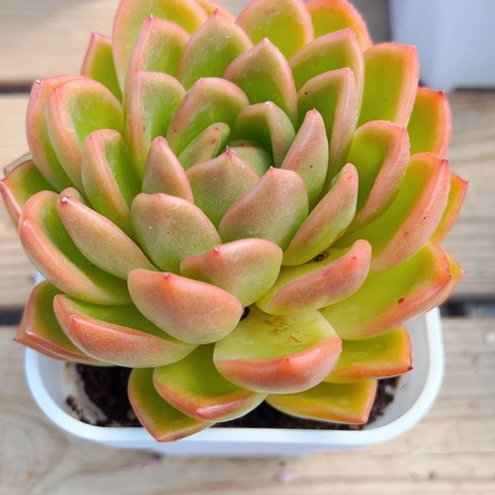 8.26.34丽珠珍妮