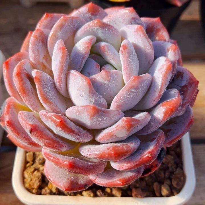 8.24.04星影多肉