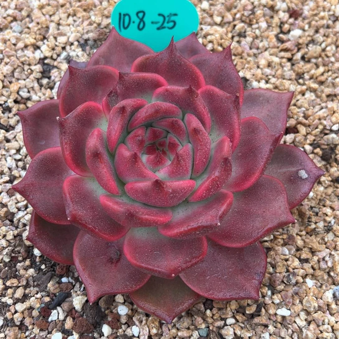 10.8.25粉樱花多肉