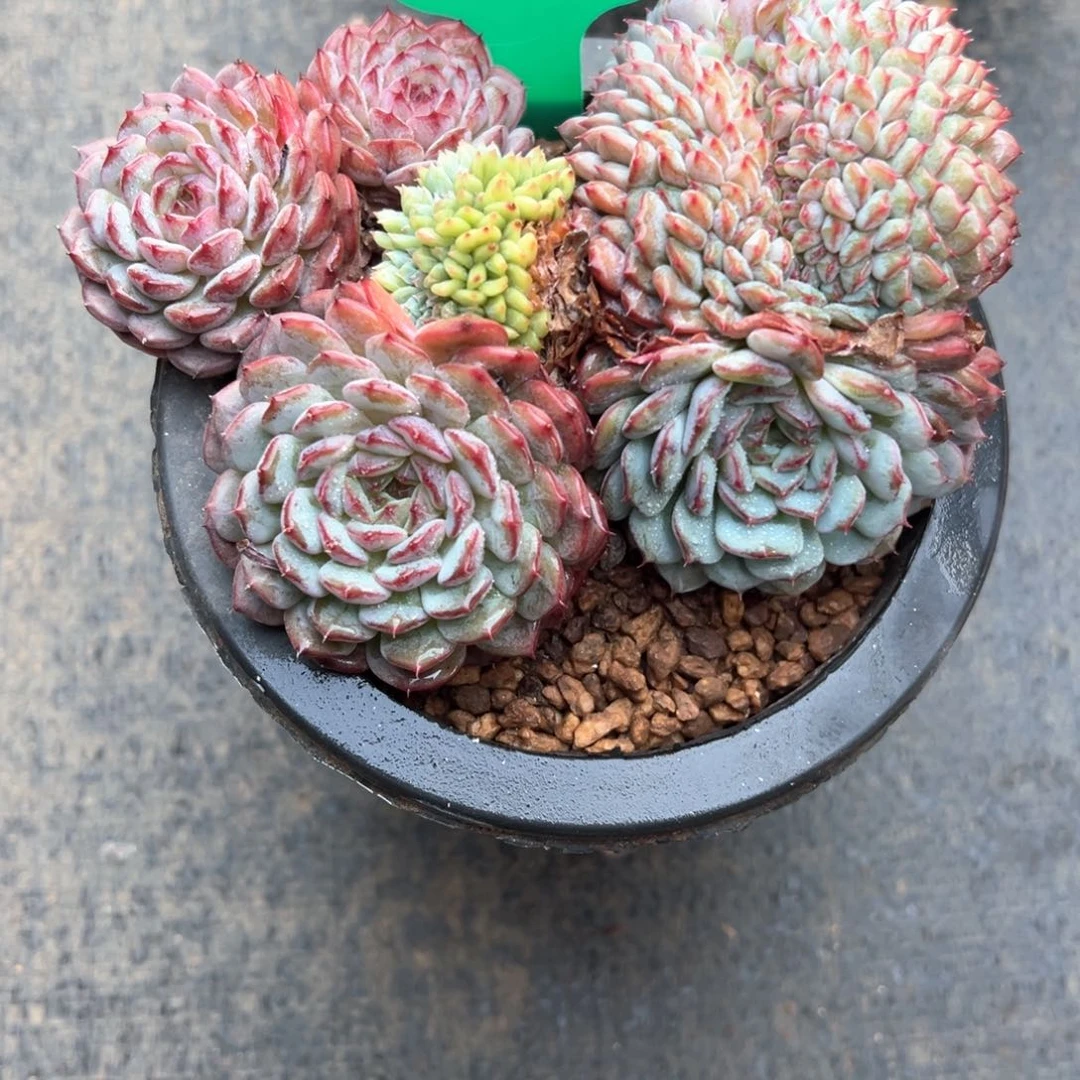 E*a10.15.39白胖子朵朵缀化