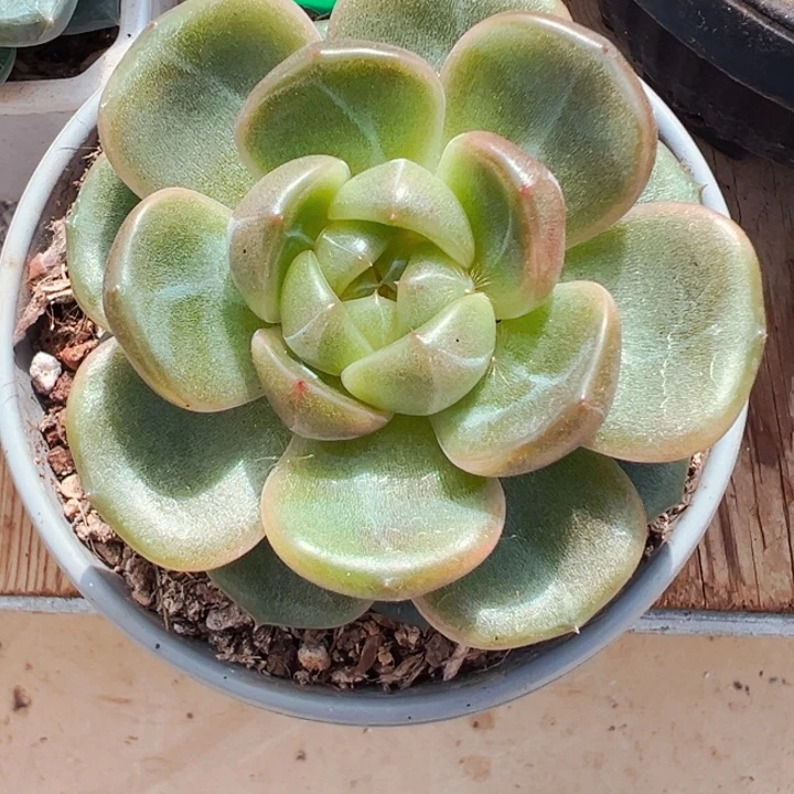 8.26.14伊丽亚珍妮
