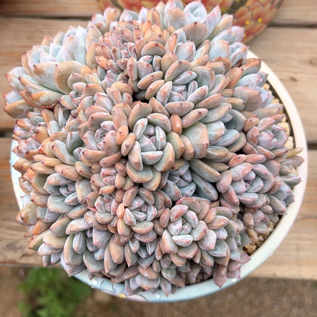 星影满天星潜力股