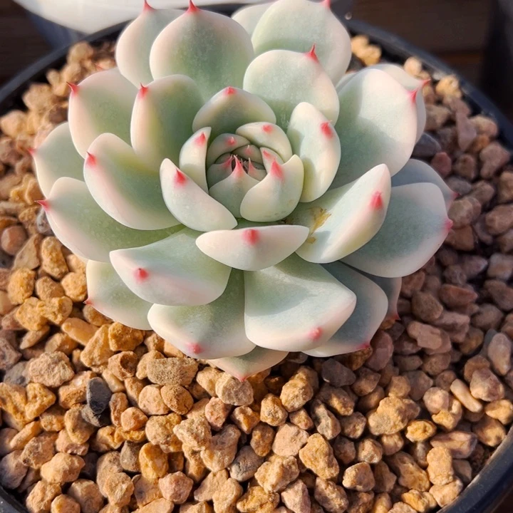 吉娃娃锦多肉植物