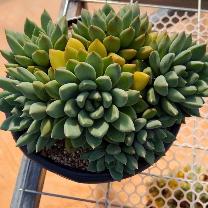 黄象牙老桩多肉植物