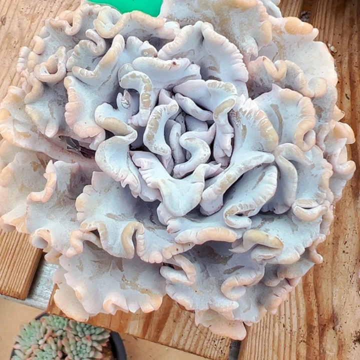 8.16.06白饺子皮多肉