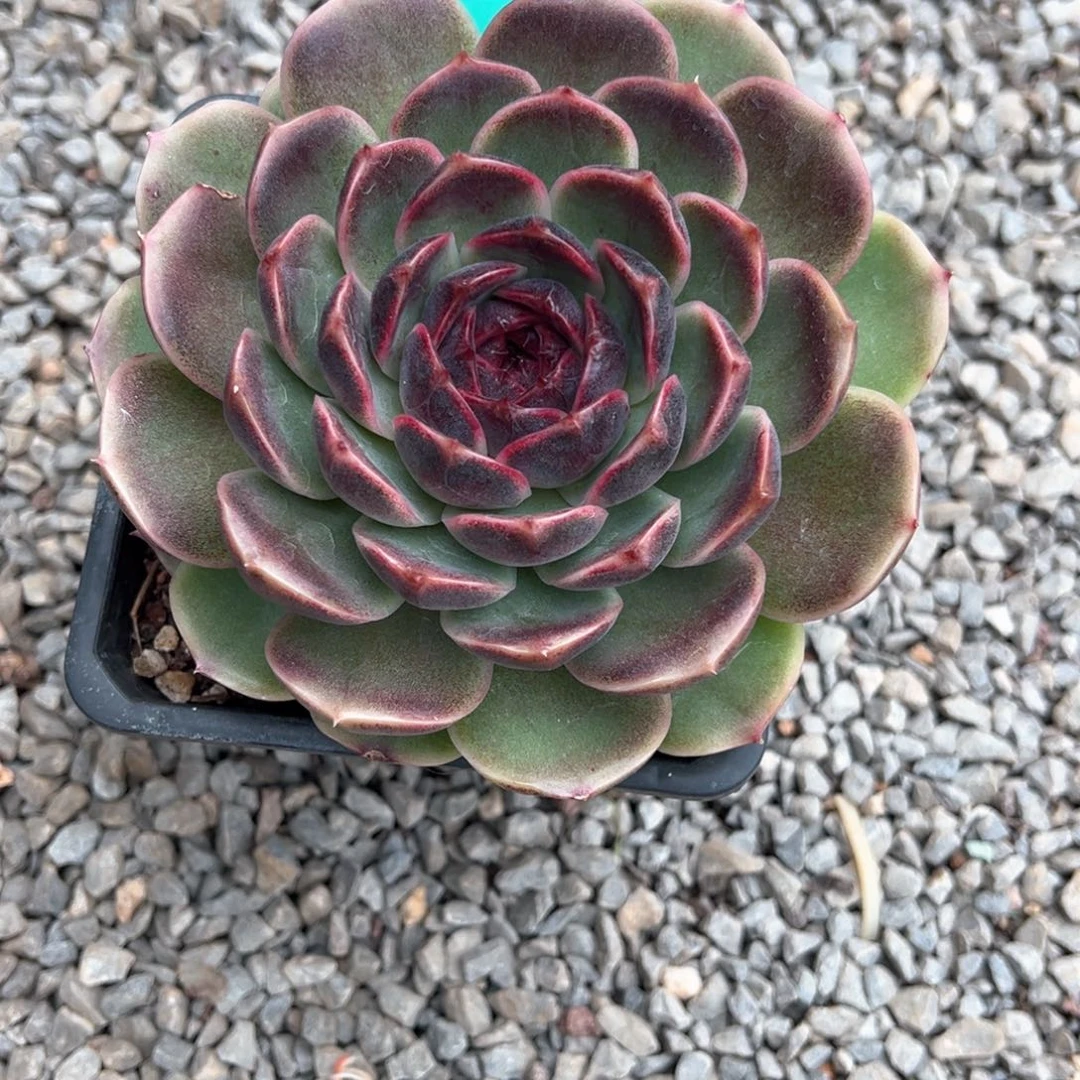 塔**尖10.29.30韩系新品紫心