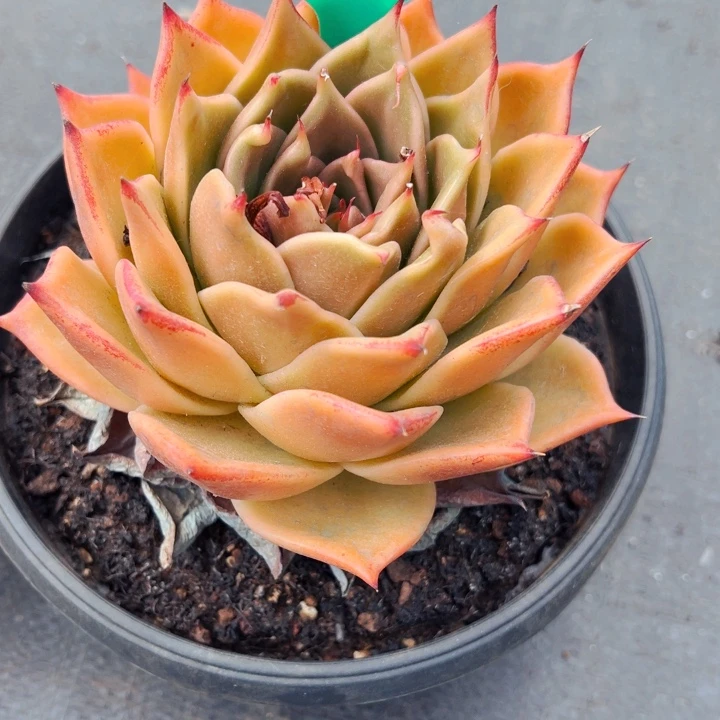 北**城8.20.68星星多肉