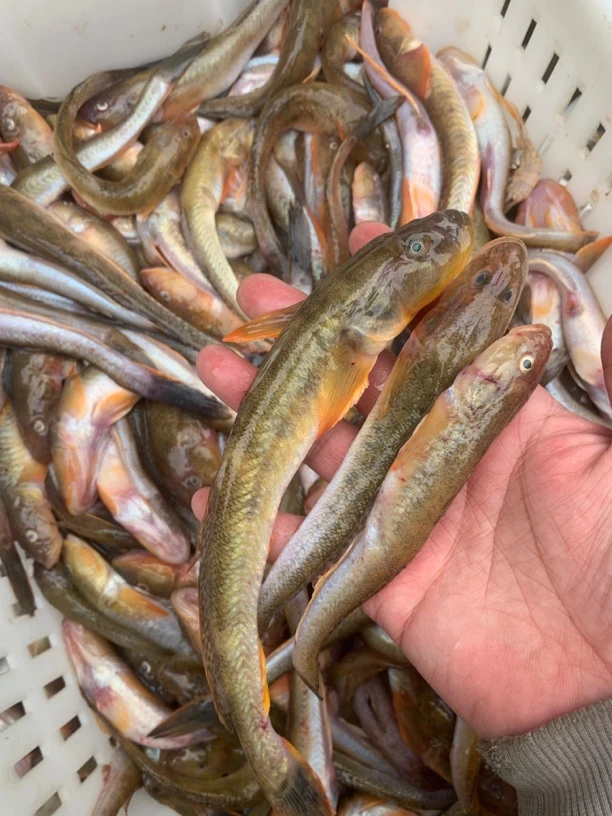 野生胖头鱼 5斤 顺丰包邮，有大有小介意勿拍，不是养殖鱼。