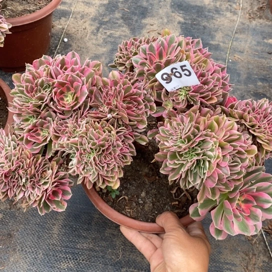 糖果女巫法师锦965