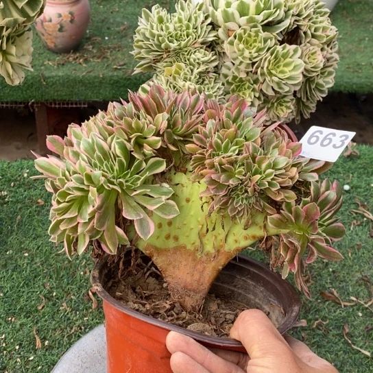 女神缀化不包损663