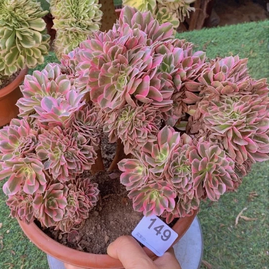 粉女巫缀化不包损149