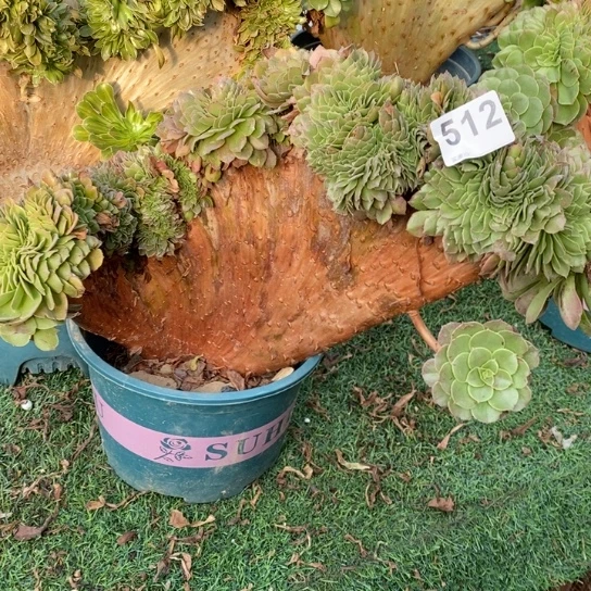 万圣节缀化不包损512