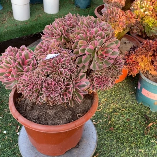 粉女巫缀化不包损349