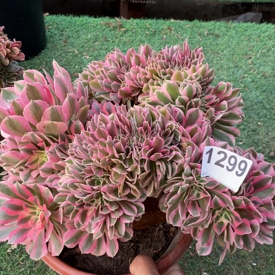 糖果女巫缀化不1299